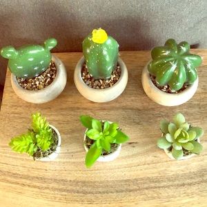 Cacti and succulents